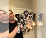 Small #3 French Bulldog
