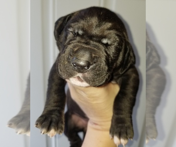 Medium Photo #1 Great Dane Puppy For Sale in HOUGHTON LAKE, MI, USA