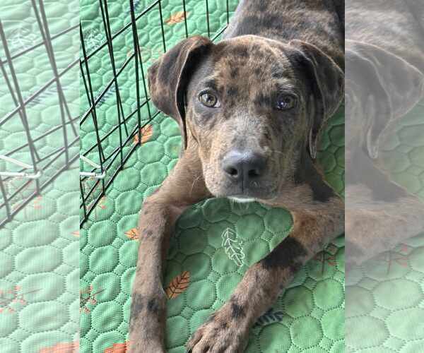 Medium Photo #1 Catahoula Leopard Dog-Labrador Retriever Mix Puppy For Sale in GILBERTS, IL, USA