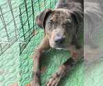 Small Catahoula Leopard Dog-Labrador Retriever Mix