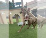 Small #2 American Pit Bull Terrier Mix
