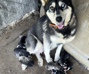 Siberian Husky Puppy for sale in PONTOTOC, MS, USA