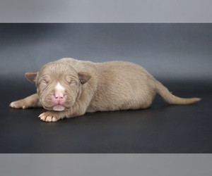 American Bully Puppy for sale in CHAMPAIGN, IL, USA