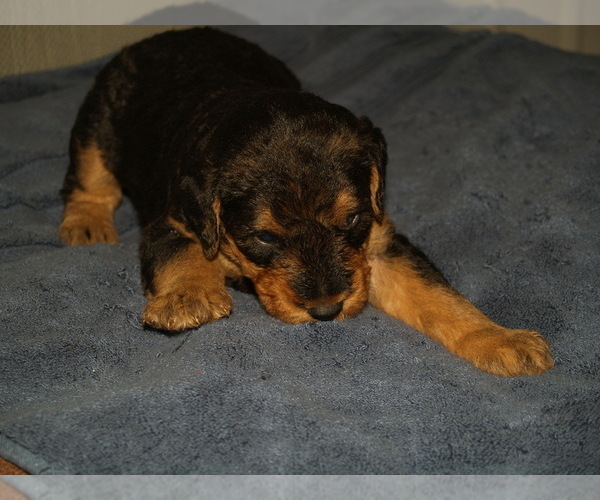 Medium Photo #3 Airedale Terrier Puppy For Sale in CHARLESTOWN, IN, USA