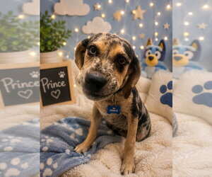 Australian Shepherd-Catahoula Leopard Dog Mix Dogs for adoption in Ball Ground, GA, USA