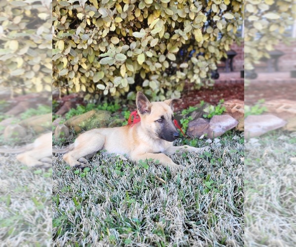 Medium Photo #4 Belgian Malinois Puppy For Sale in BAYTOWN, TX, USA