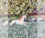Small Photo #4 Belgian Malinois Puppy For Sale in BAYTOWN, TX, USA