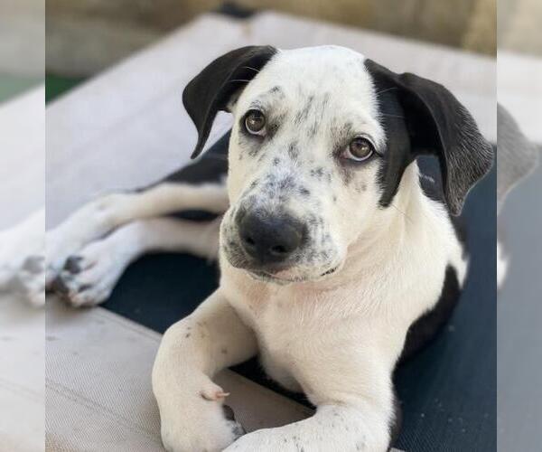 Medium Photo #6 Labrador Retriever-Unknown Mix Puppy For Sale in San Diego, CA, USA