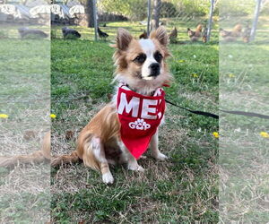 Chiranian Dogs for adoption in Euless, TX, USA