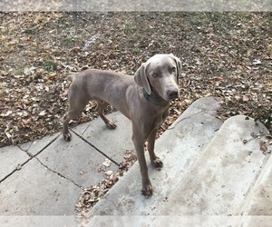 Father of the Weimaraner puppies born on 12/04/2022