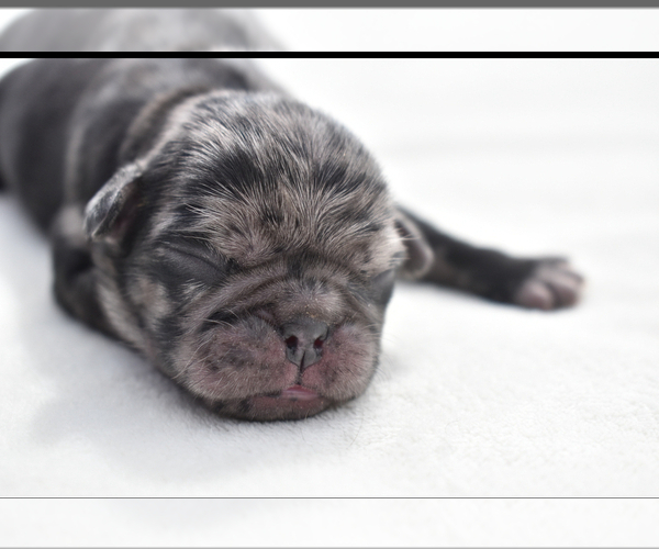 Medium Photo #4 Pug Puppy For Sale in PALM COAST, FL, USA