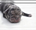 Small #3 Pug