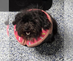 Baby - Female Maltipoo (Toy) Dog for Adoption - Photo #2