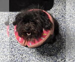 Small #2 Maltipoo (Toy)