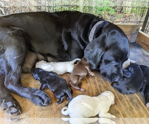 Mother of the Labrador Retriever puppies born on 06/01/2022