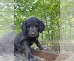 Small Photo #19 Border Collie-Goldendoodle Mix Puppy For Sale in BLUE RIDGE, GA, USA