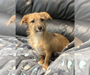 Mutt Dogs for adoption in Spring Lake, NJ, USA