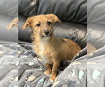 Small Mutt