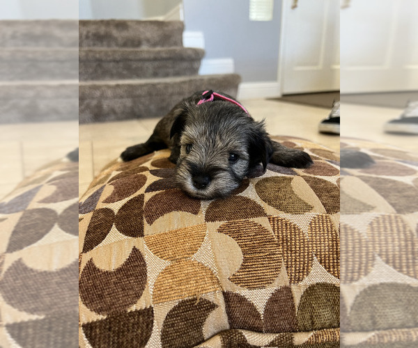 Medium Photo #2 Schnauzer (Miniature) Puppy For Sale in RIVERSIDE, CA, USA