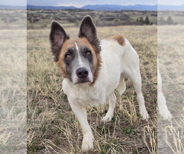 Medium Photo #1 Mutt Puppy For Sale in Lakewood, CO, USA