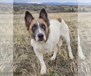 Mutt Dogs for adoption in Lakewood, CO, USA