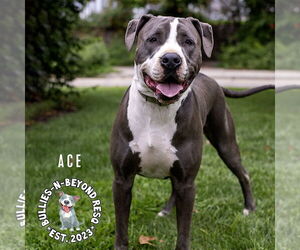 Ace - Male Staffordshire Bull Terrier-Unknown Mix Dog for Adoption - Photo #2