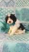 Small Photo #3 Cavapoo Puppy For Sale in EDEN, PA, USA