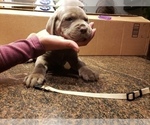 Small Photo #11 Cane Corso Puppy For Sale in PHILLIPSTON, MA, USA
