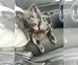 Pomeranian Puppy for sale in MARIETTA, GA, USA