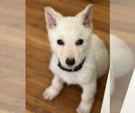 Small #15 white german shepherd Mix