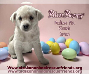 Australian Shepherd-Unknown Mix Dogs for adoption in Anchorage, AK, USA