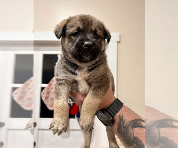 Medium Photo #3 German Shepherd Dog-Unknown Mix Puppy For Sale in Lakewood, CO, USA
