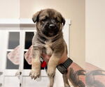 Small #2 German Shepherd Dog Mix