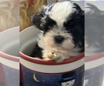 Small #1 Shih Tzu