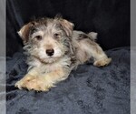 Small Photo #1 Schnauzer (Miniature) Puppy For Sale in BARNESVILLE, KS, USA