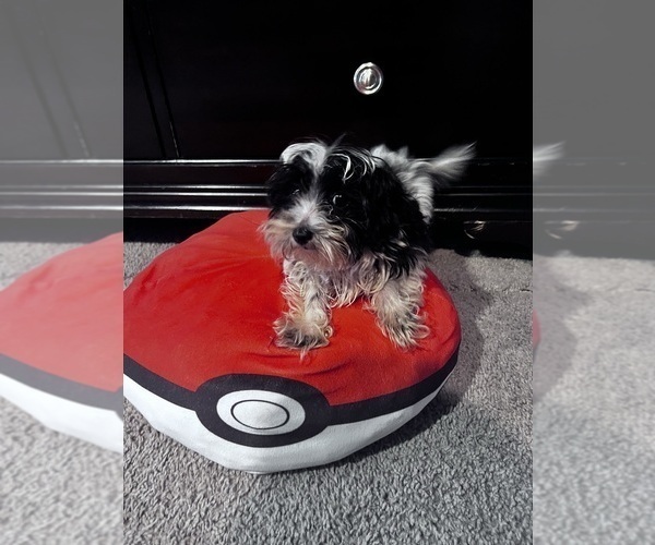 Medium Photo #4 Maltipoo Puppy For Sale in BRIDGEPORT, CT, USA