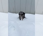 Small #1 Aussiedoodle