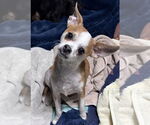 Small #3 Chihuahua Mix