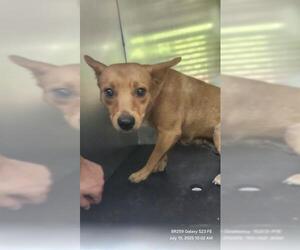 Mutt Dogs for adoption in San Antonio, TX, USA