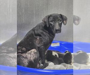 Labrador Retriever-Unknown Mix Dogs for adoption in Mobile, AL, USA