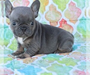 Medium French Bulldog