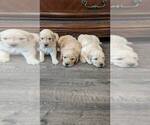 Small Photo #5 Golden Retriever Puppy For Sale in SACRAMENTO, CA, USA
