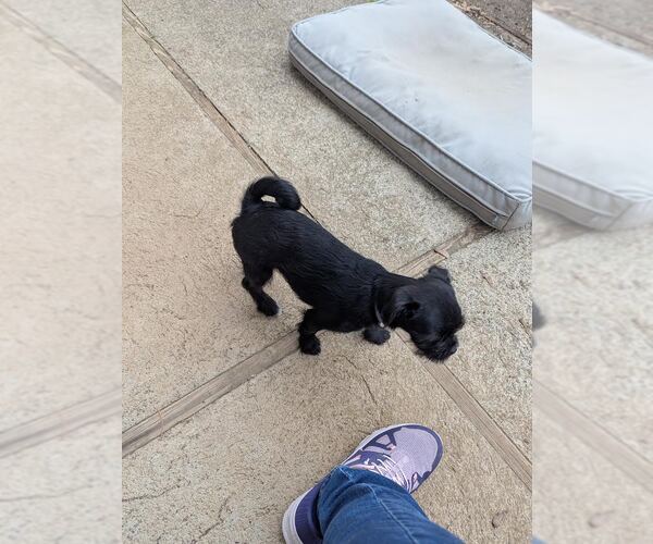 Medium Photo #6 Pug-A-Poo Puppy For Sale in Tenafly, NJ, USA