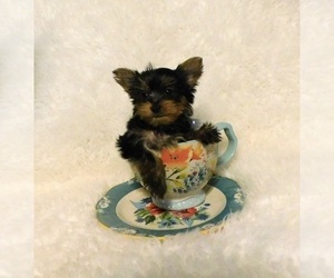 Yorkshire Terrier Puppy for sale in WARRENSBURG, MO, USA