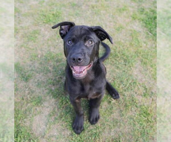 Medium Photo #1 Labrador Retriever-Unknown Mix Puppy For Sale in Waco, TX, USA