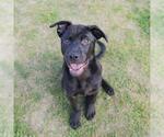 Small Labrador Retriever Mix