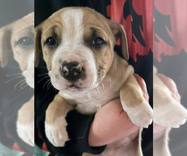 Medium Photo #1 Mutt Puppy For Sale in Forest, VA, USA