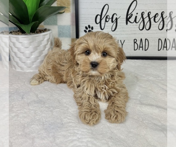 Medium Photo #2 Cavapoo (Miniature) Puppy For Sale in FRANKLIN, IN, USA