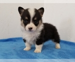 Small Pembroke Welsh Corgi