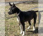 Small Photo #2 Boston Terrier-Unknown Mix Puppy For Sale in Yardley, PA, USA